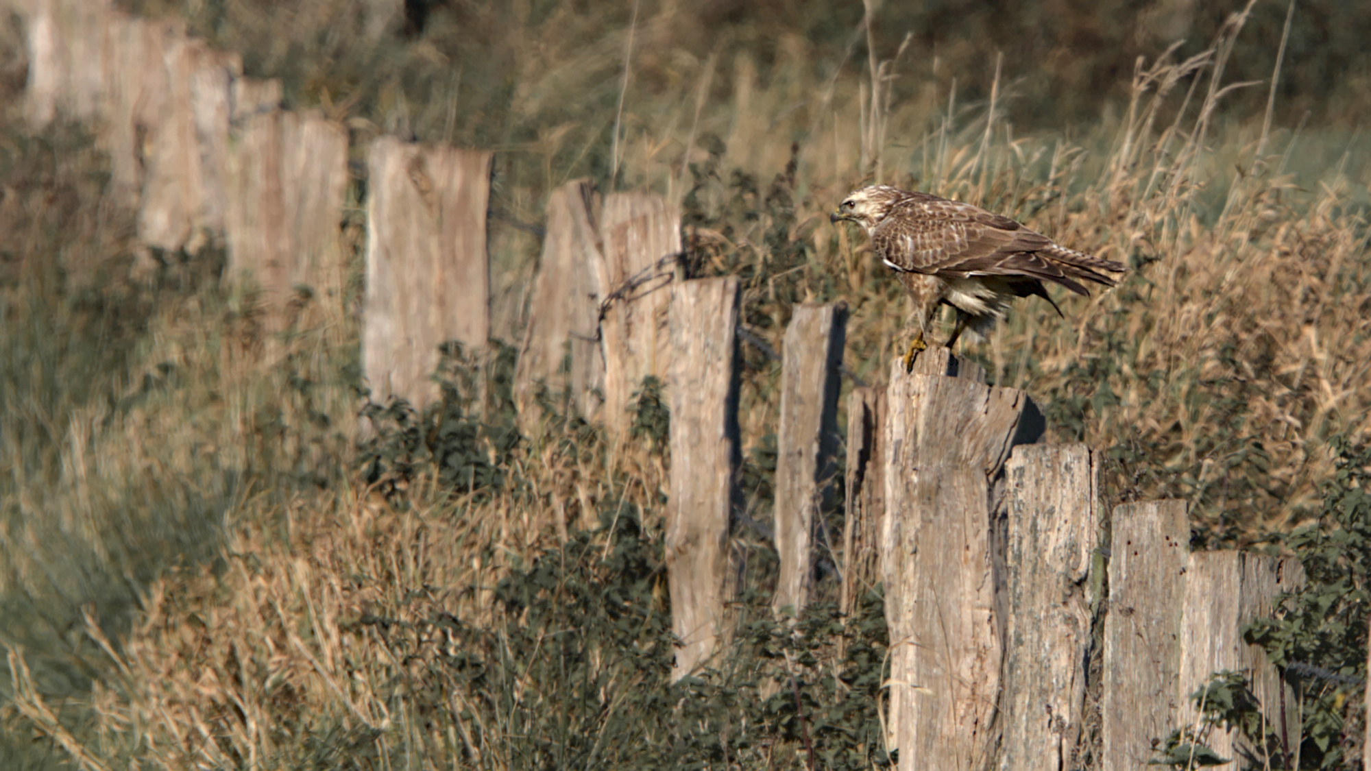 Mäusebussard kurz vorm Abflug